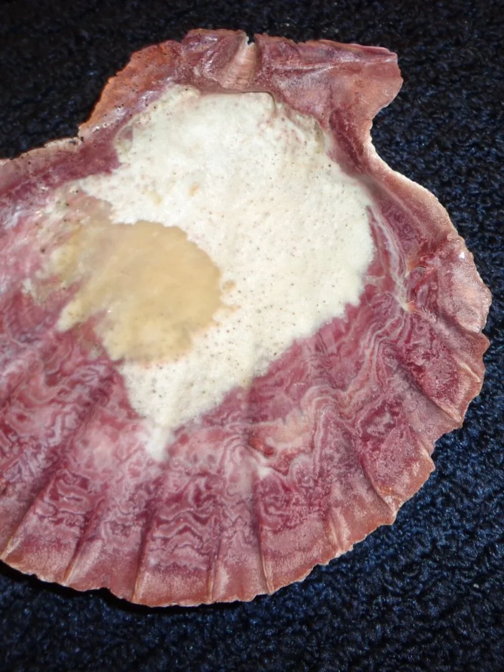 Sea Shell Authentic Lion's Paw 6 1/2
